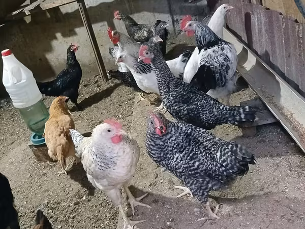 Chickens — Azerbaijan