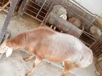 Carneiro, Arashan sheep — foto 4
