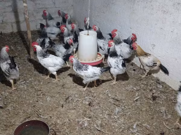 Chickens — Azerbaijan