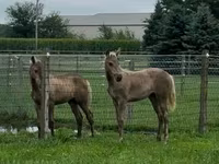 Hengst, Rocky Mountain Horse — Foto 2
