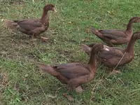 Ducks — foto 3