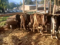 İnək, Mal-qara — foto 7