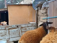 Qoç, Blackheaded Persian sheep — foto 8