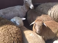 Ram, Sheep — photo 2