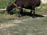Sheep (batch, sex not specified), Sheep — photo 6