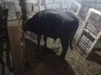 Toro, Aberdeen-Angus — foto 1