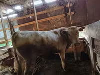 Cattle (batch, sex not specified), Cattle — photo 5