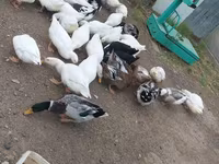 Ducks — foto 1