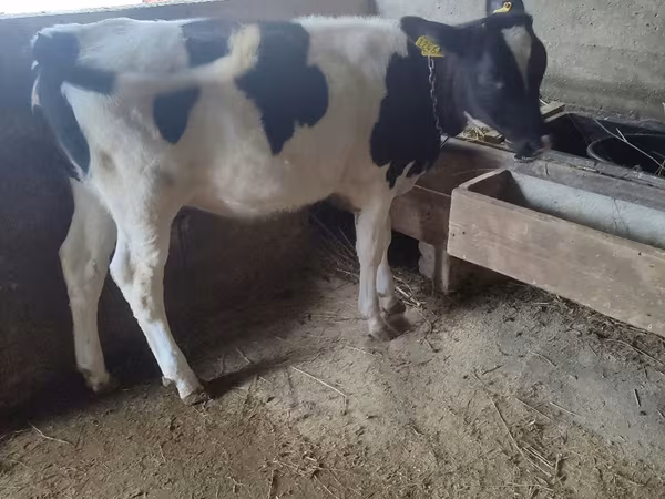 İnək, Russian Black pied cattle
