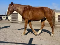 At, Kustanai horse — foto 6