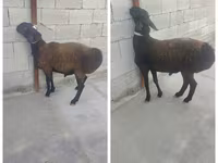 Ram, Sheep — photo 1