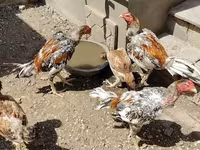 Chickens — Foto 5
