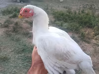 Chickens — الصورة 4