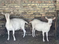 Koza, Saanen goat — foto 5