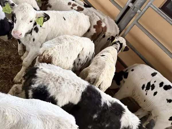 ثور, Russian Black pied cattle