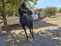 Cavalo, Cavalos — foto 2