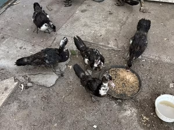 Ducks — Azerbaijan