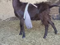 Keçi, LaMancha goats — foto 3