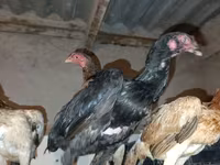 Chickens — foto 3