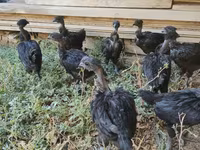 Chickens — photo 6