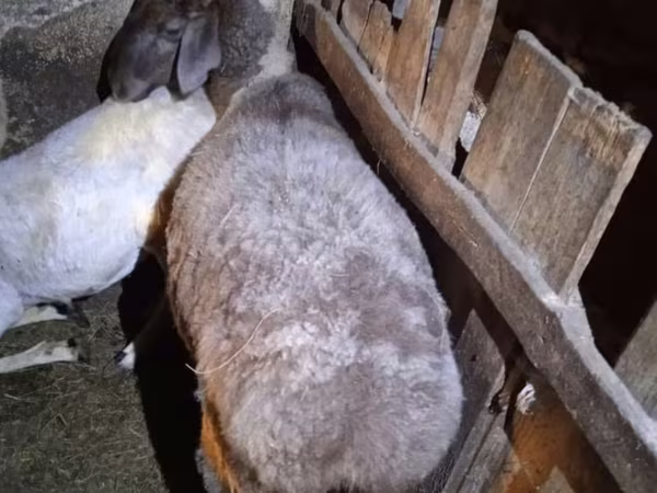 Ovce, Adal sheep