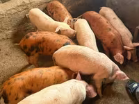 Säue, Schweine — Foto 5