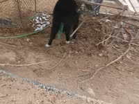 Koza, Kozy — foto 5