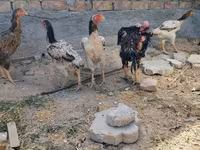 Ayam Cemani — foto 1