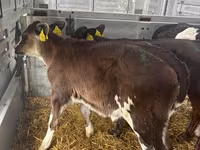 Cow, Aberdeen-Angus — photo 7