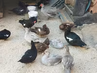 Domestic Muscovy — photo 3