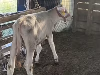 Byk, Swiss cattle — zdjęcie 4