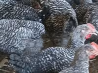 Chickens — photo 5