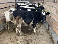 Buğa, Russian Black pied cattle — foto 2