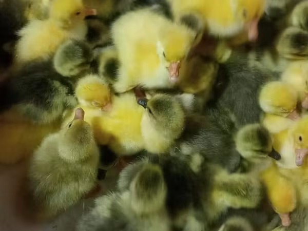Geese — Azerbaijan
