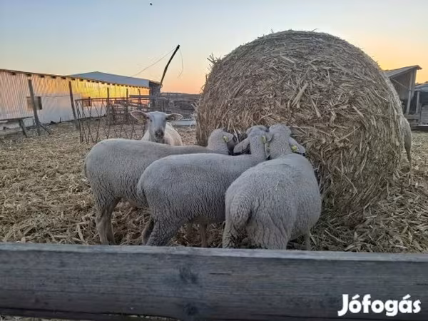 Qoyun, Luzein sheep