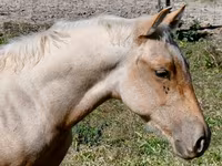 Koń, Quarter Horse — zdjęcie 6