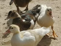 Turkeys — 照片 5