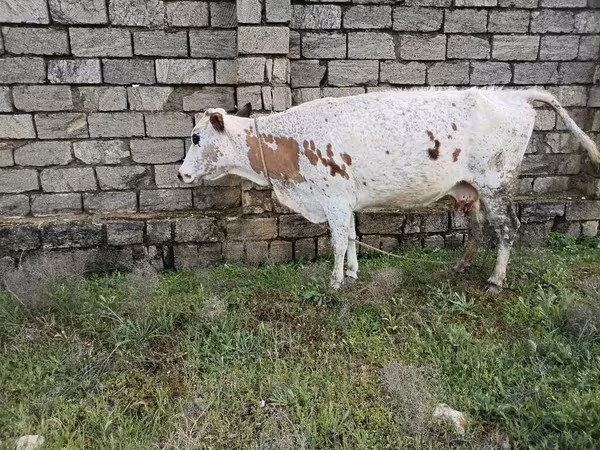 Vaca, Ganado vacuno — Azerbaiyán
