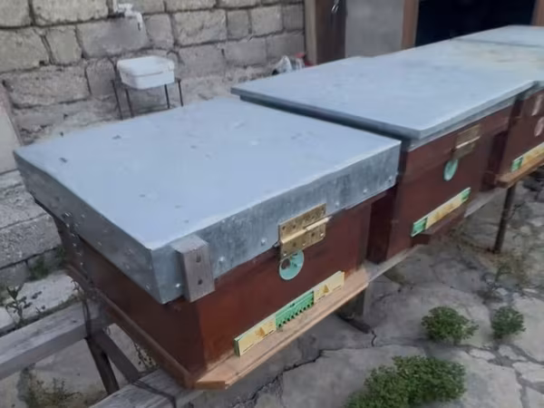 Arıçılıq üçün taxta arı yeşikləri (pətəklər). İçində 6 ay arı
