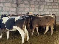 بقرة, الماشية — الصورة 3