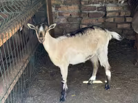 Koza, Saanen goat — foto 1