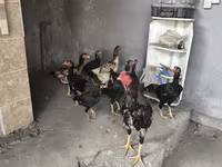 Chickens — الصورة 2