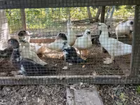Ducks — photo 2