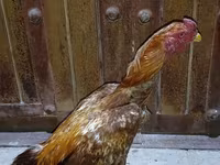 Chickens — photo 2