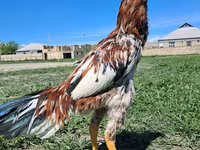 Chickens — photo 8