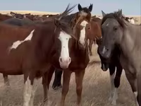 Кобила, Horse breed — фото 1