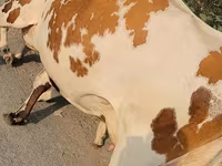 İnək, Simmental cattle — foto 5
