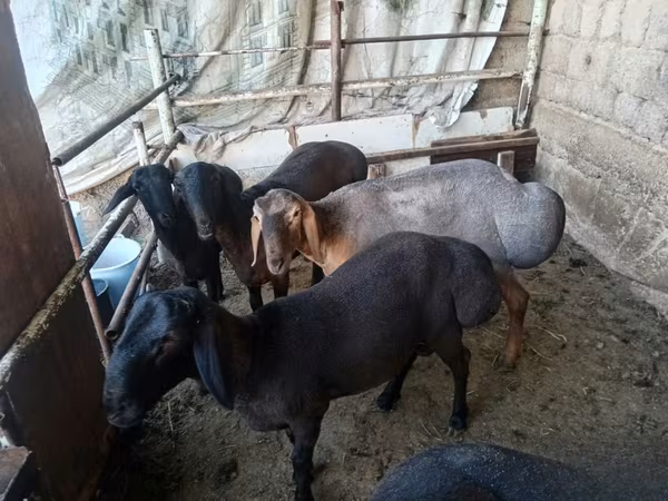 Carnero, Rhon sheep
