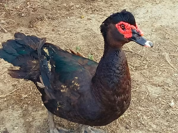 Ducks