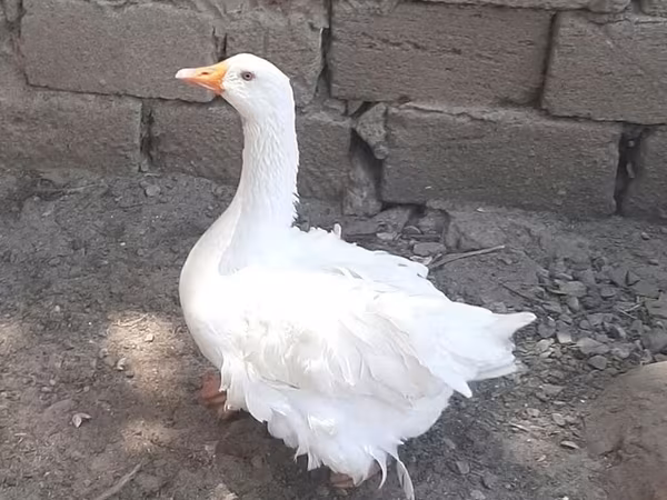 Geese — Azərbaycan